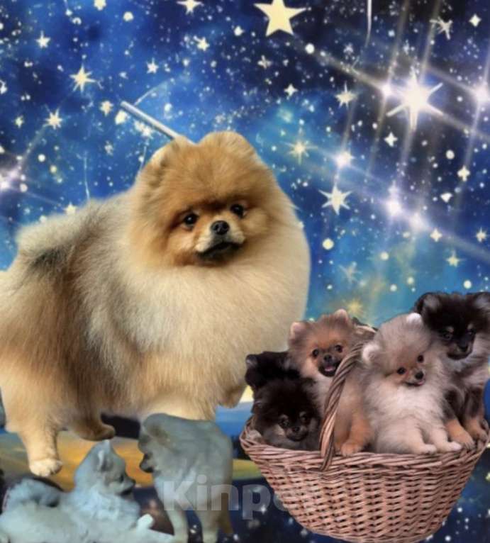 Собаки в Москве: Шикарные малыши Мальчик, Бесплатно - фото 1