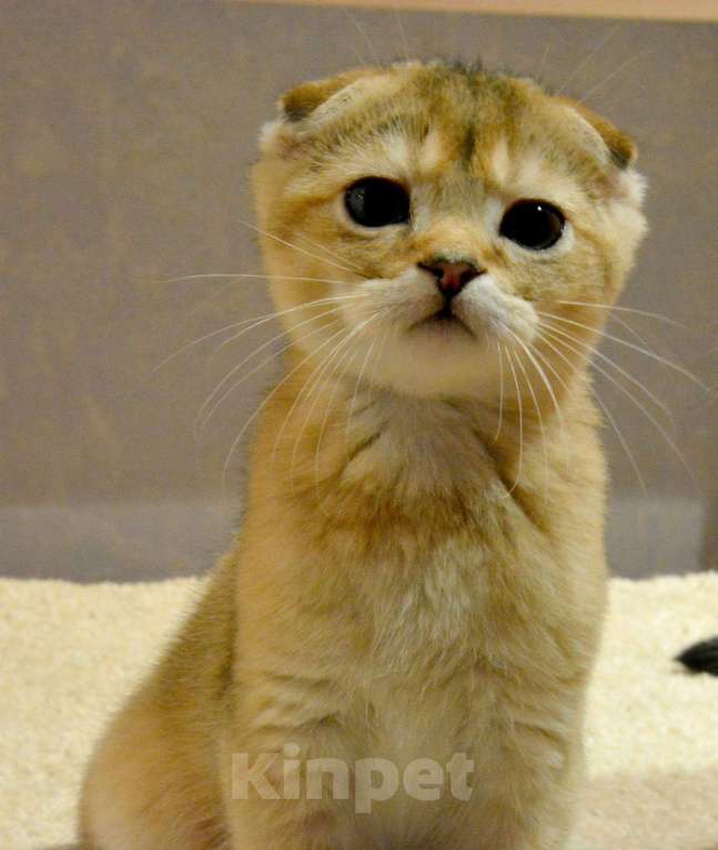 Кошки в Клине: Котята, 10 000 руб. - фото 1