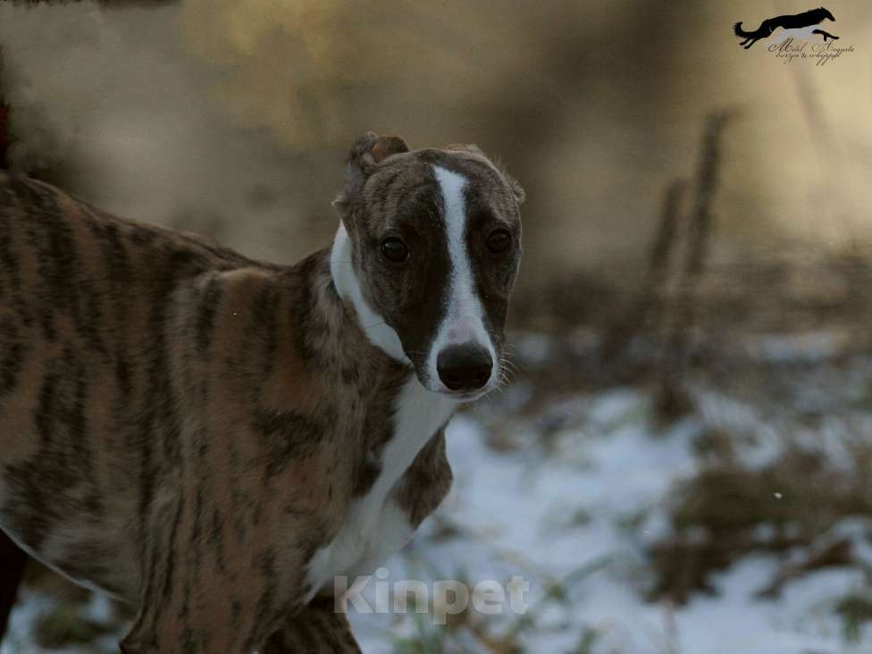 Собаки в Москве: Тигровый уиппет  Мальчик, 130 000 руб. - фото 7