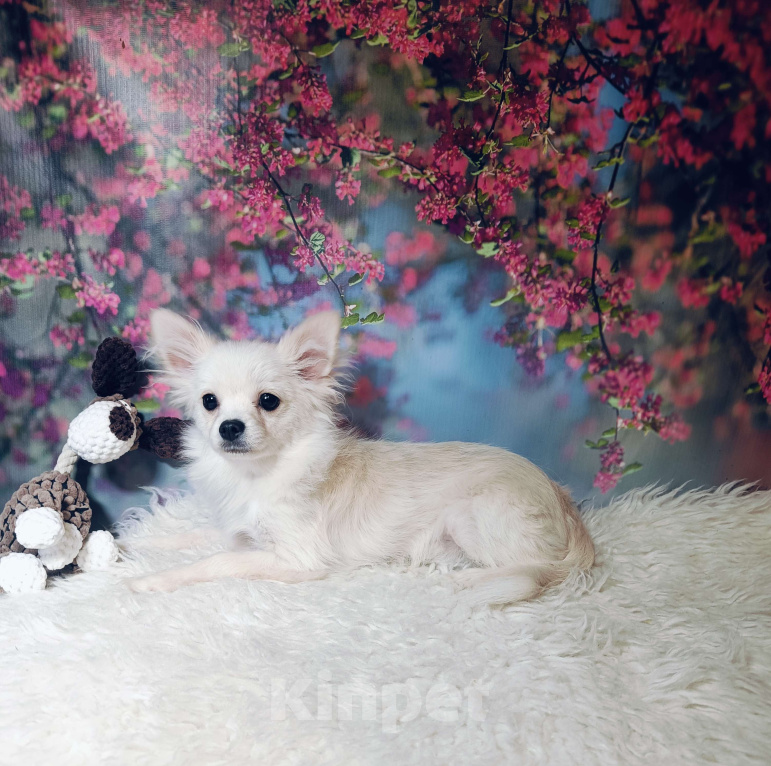 Собаки в Москве: Милый классик Мальчик, 20 000 руб. - фото 2