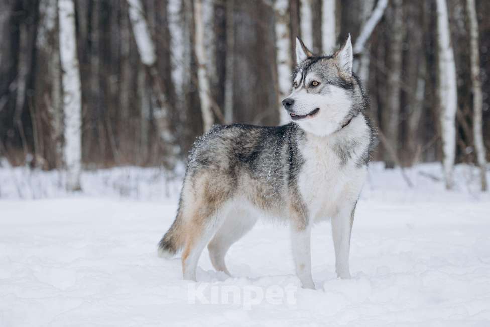 Собаки в Москве: Активная девчонка в поисках дома! Девочка, Бесплатно - фото 8
