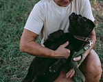 Собаки в Москве: Небольшая собака Нора, метис шарпея, в добрые руки Девочка, Бесплатно - фото 7