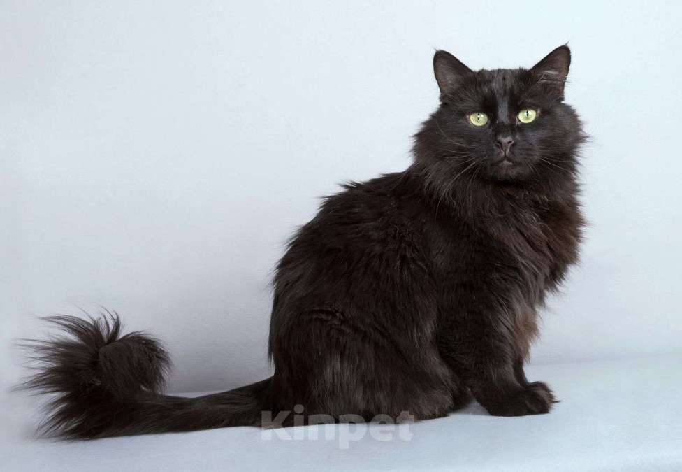 Кошки в Москве: Ласковый чёрный пушистый котик Хеликс Мальчик, Бесплатно - фото 6