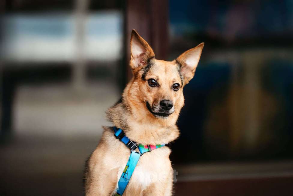 Собаки в Москве: Нежный Читос ищет дом Мальчик, Бесплатно - фото 1