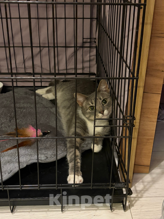 Кошки в Санкт-Петербурге: Кошка из приюта в добрые руки Девочка, Бесплатно - фото 5