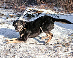Собаки в Санкт-Петербурге: Ласковое солнышко Агата, добрейшая в мире собака  в добрые руки Девочка, 10 руб. - фото 3