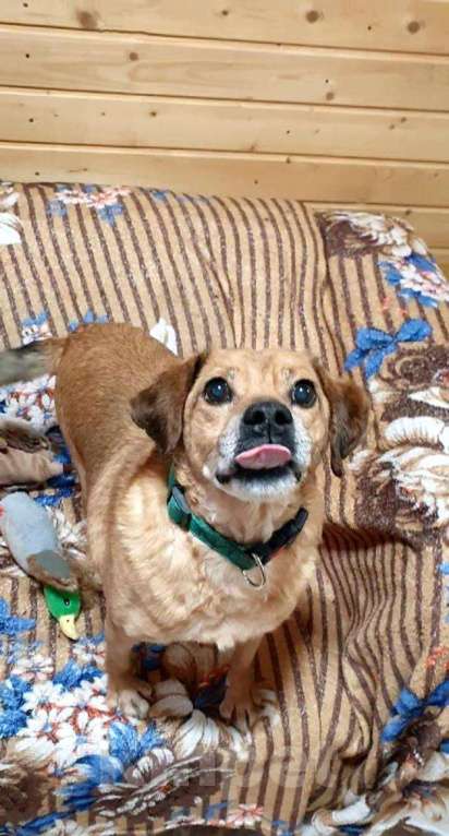 Собаки в Москве: Маленький рыжий пес Гомер в добрые руки Мальчик, 1 руб. - фото 2