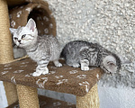 Кошки в Брянске: Британские малыши Девочка, 5 000 руб. - фото 3