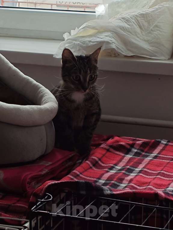 Кошки в Санкт-Петербурге: Срочно!!! Отдам в Добрые руки! Девочка, Бесплатно - фото 6