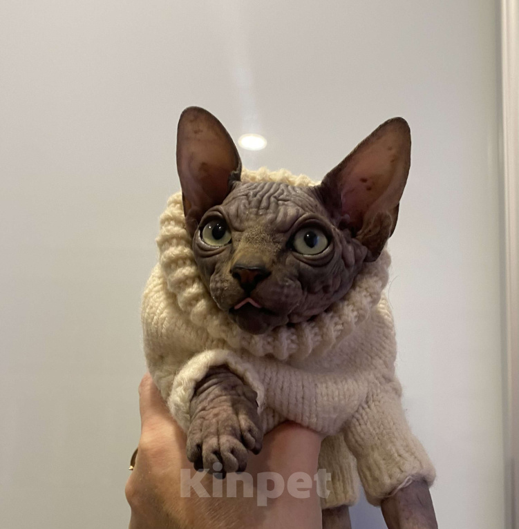 Кошки в Москве: Брутальность и нежность в одном котёнке Мальчик, 45 000 руб. - фото 1