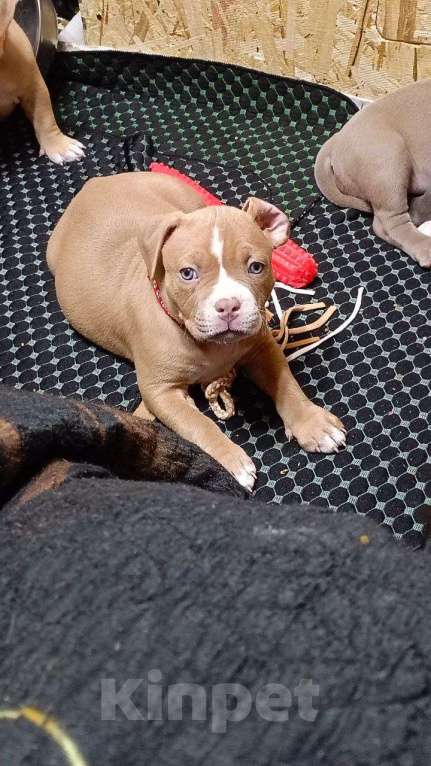 Собаки в Орске: Америкуанский булли в типе покет Мальчик, 80 000 руб. - фото 1