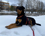 Собаки в Москве: Милый нежный и трогательный пес Аарон ждет в приюте, 1 год.  Мальчик, Бесплатно - фото 9