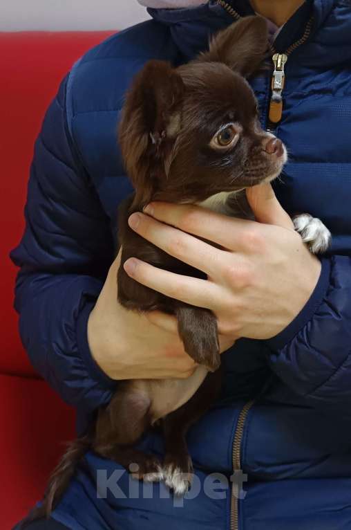 Собаки в Москве: Щенок чихуахуа длинношерстный, девочка Девочка, 50 000 руб. - фото 5