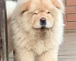 Собаки в Екатеринбурге: Кремовый мальчик чау-чау  Мальчик, 50 000 руб. - фото 1