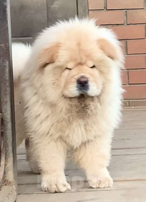 Собаки в Екатеринбурге: Кремовый мальчик чау-чау  Мальчик, 50 000 руб. - фото 1