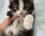 Кошки в Ногинске: Котенок девочка в добрые руки Девочка, Бесплатно - фото 4