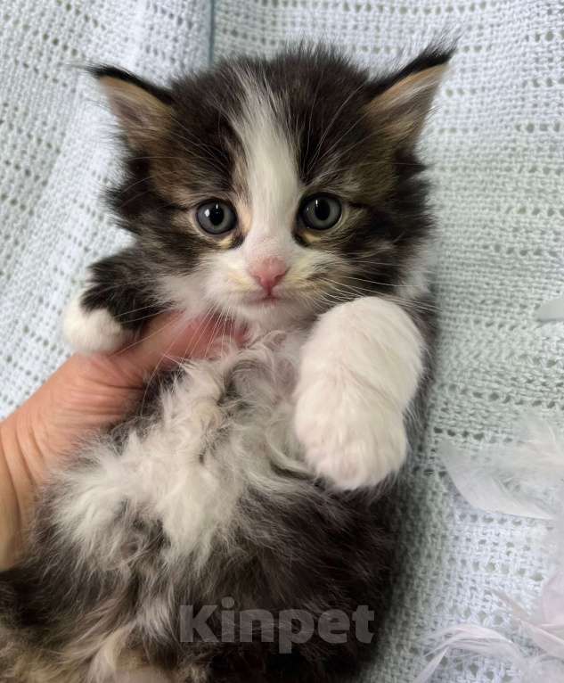 Кошки в Ногинске: Котенок девочка в добрые руки Девочка, Бесплатно - фото 4