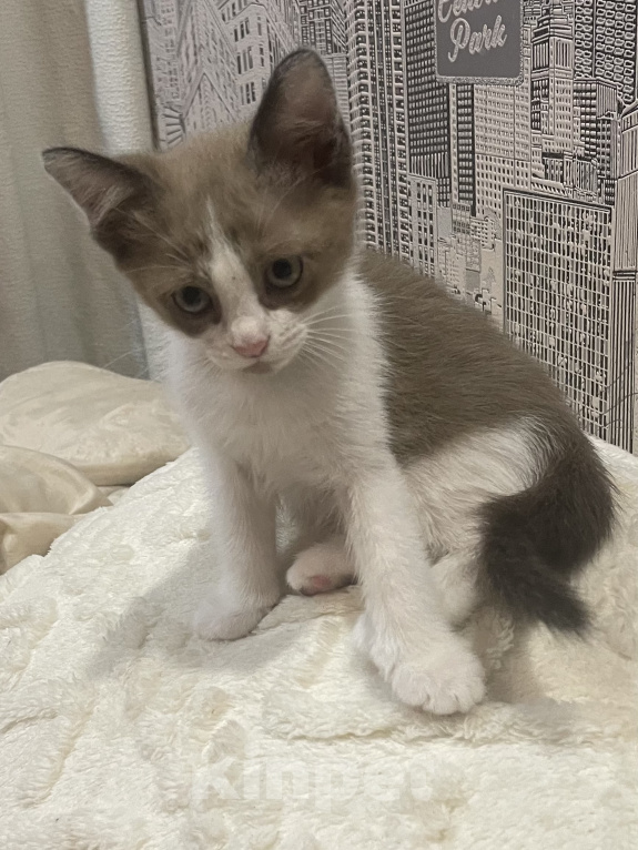 Кошки в Москве: Котята в добрые руки девочки Девочка, 500 руб. - фото 4
