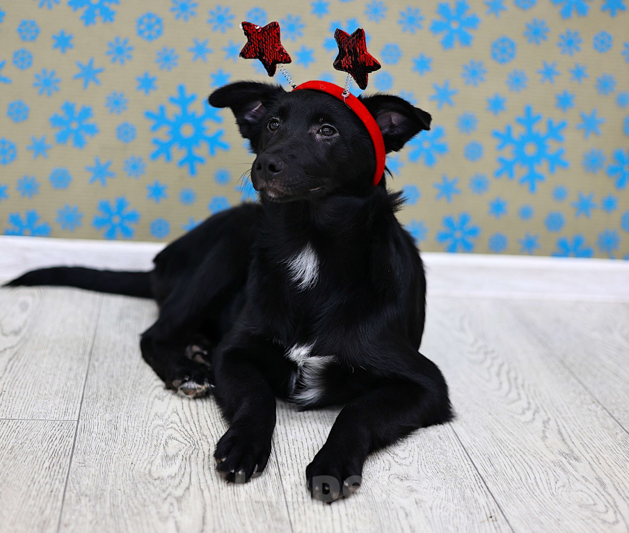 Собаки в Москве: Щенки бесплатно в Москве Девочка, Бесплатно - фото 5