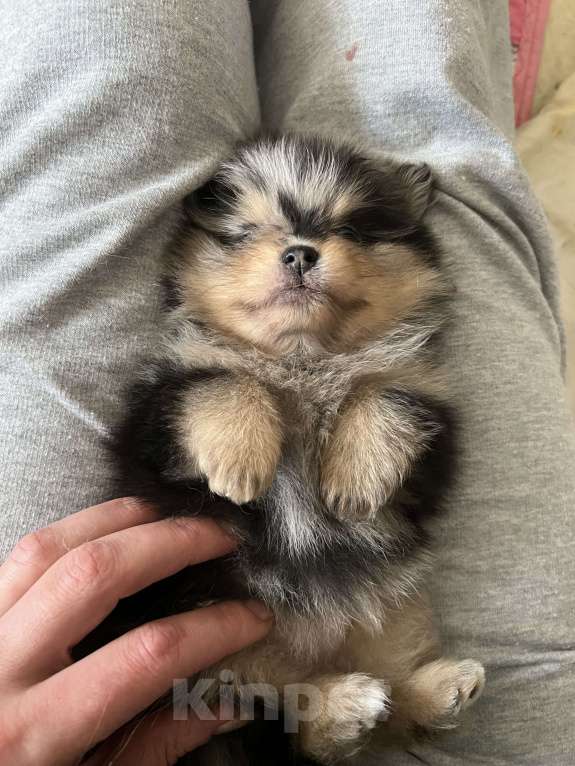 Собаки в Туле: Мраморные с подпалом щенки шпица Разнополые, Бесплатно - фото 6