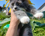 Кошки в Киржаче: Мимишки Девочка, Бесплатно - фото 3