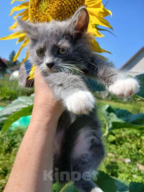 Кошки в Киржаче: Мимишки Девочка, Бесплатно - фото 3