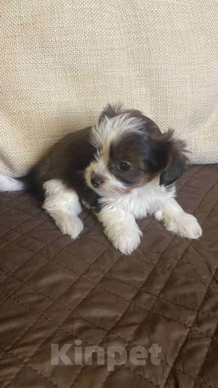 Собаки в Москве: Мини мальчик породы «Петербургская орхидея»  Мальчик, Бесплатно - фото 2