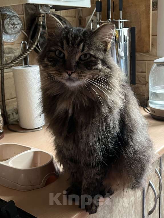 Кошки в Воскресенске: Потерялся кот по кличке Кекс Мальчик, Бесплатно - фото 2