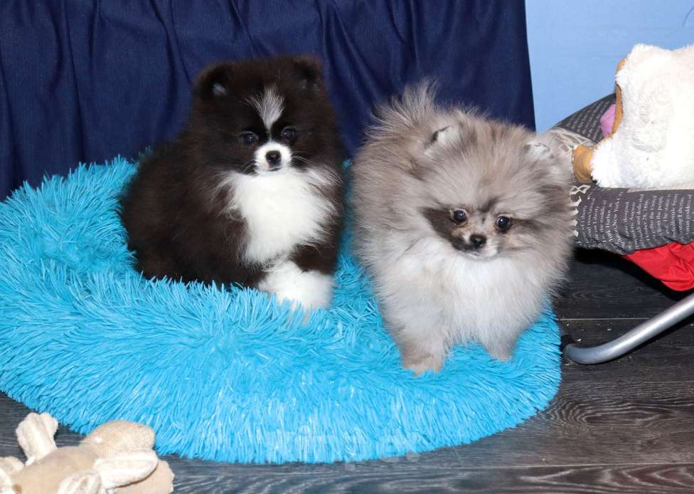 Собаки в Москве: Самая РОСКОШНАЯ крошка шпица Девочка, 75 000 руб. - фото 5