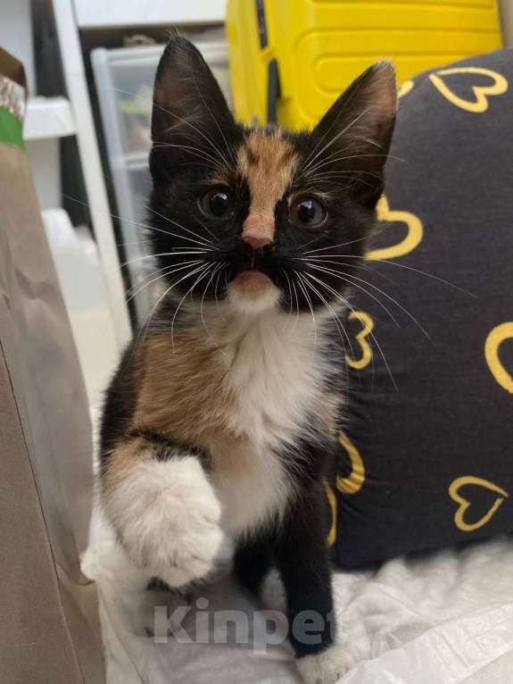 Кошки в Москве: Ищу дом Девочка, Бесплатно - фото 2