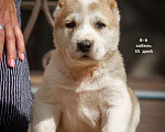 Собаки в Кстово: Продаются Среднеазиатская овчарка (алабай) Мальчик, 50 000 руб. - фото 1