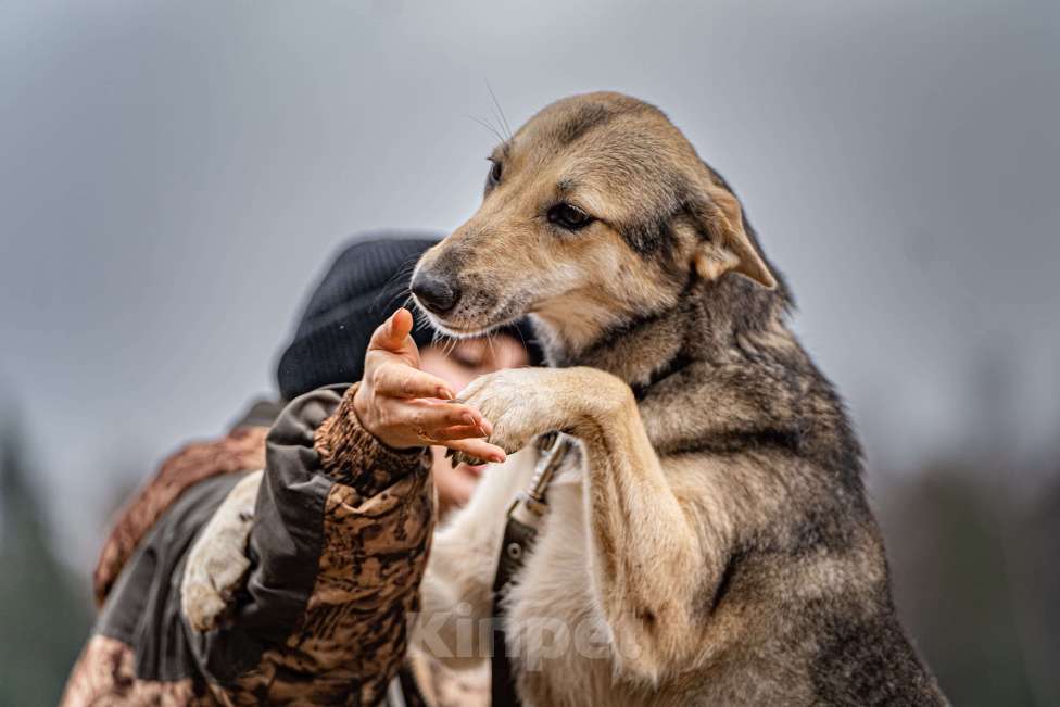 Собаки в Клине: Кэти — невероятная обаяшка Девочка, Бесплатно - фото 4