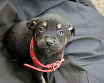 Собаки в Краснодаре: Отдам щенка, 2 месяца Девочка, 10 руб. - фото 2