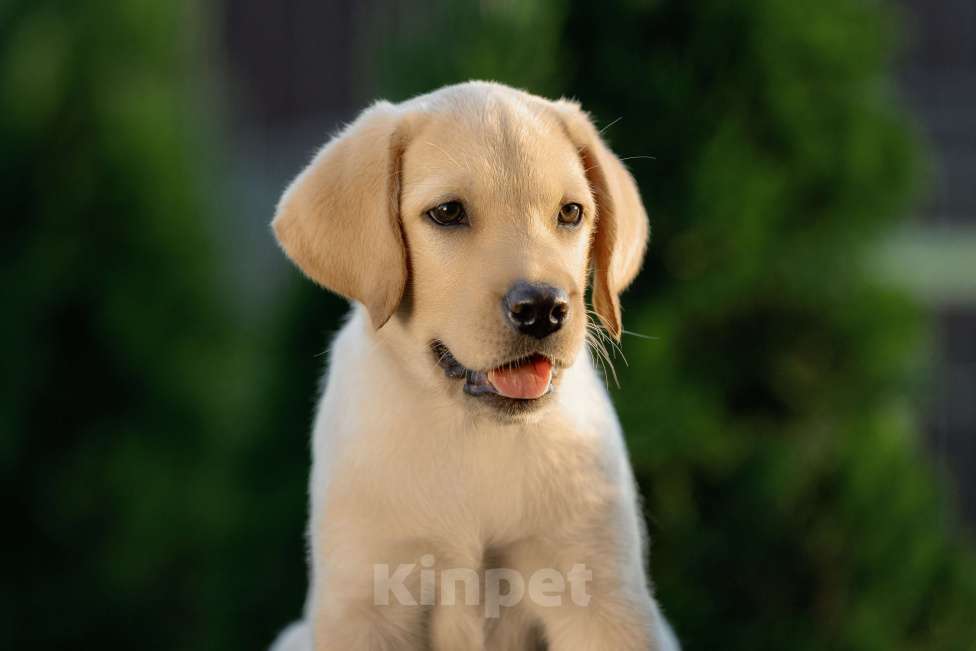 Собаки в Санкт-Петербурге: Палевый щенок лабрадора Девочка, 30 000 руб. - фото 3