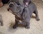 Собаки в Химках: Голубая француженка Девочка, 150 000 руб. - фото 3