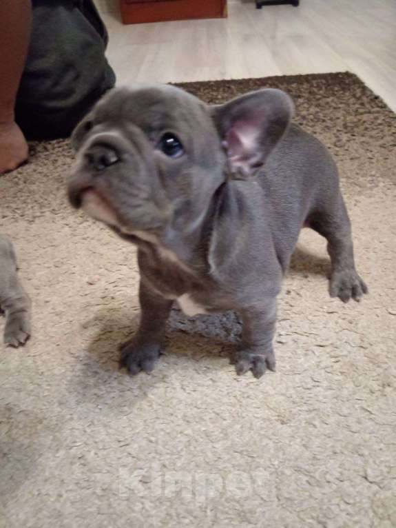 Собаки в Химках: Голубая француженка Девочка, 150 000 руб. - фото 3