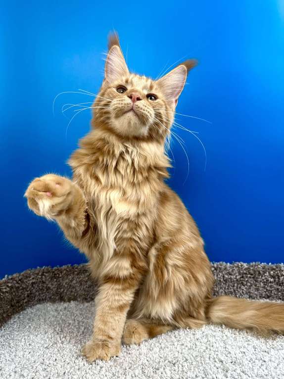 Кошки в Дедовске: Шикарный красный мальчик  Мальчик, 60 000 руб. - фото 3