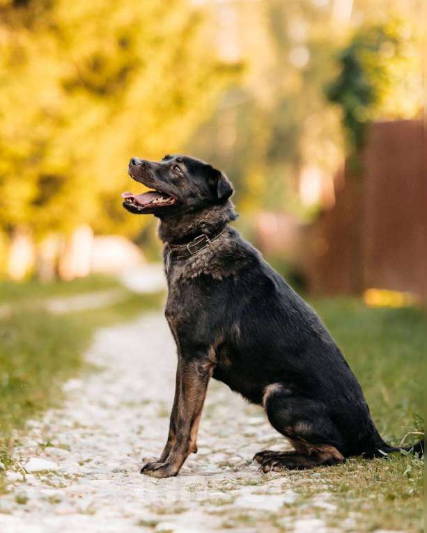 Собаки в Москве: Мелкашка собака для квартиры. Кайли в добрые руки Девочка, Бесплатно - фото 3