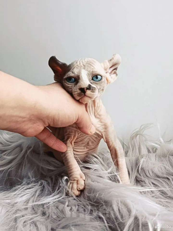 Кошки в Нефтекамске: канадский сфинкс эльф Девочка, 45 000 руб. - фото 2