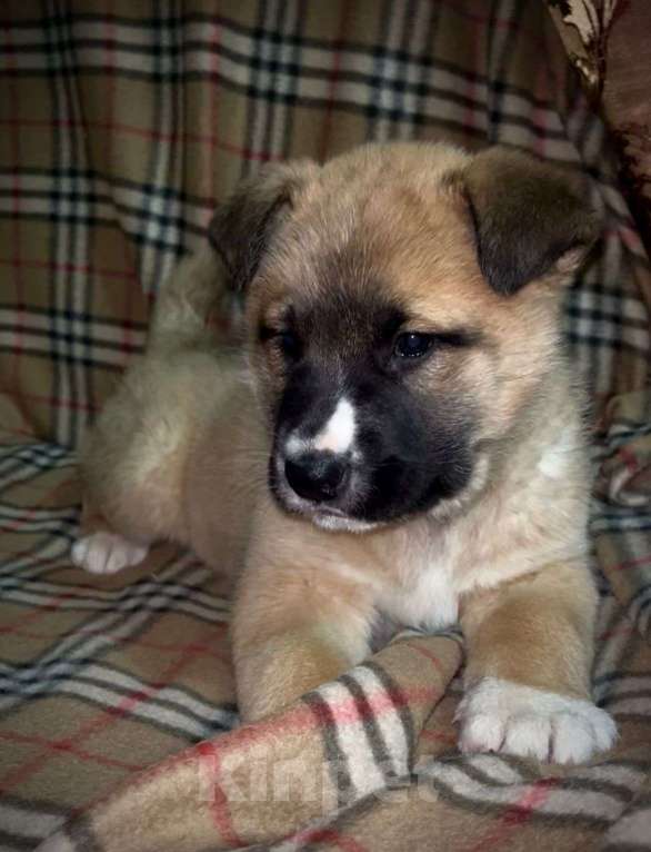 Собаки в Лосином-Петровском: Барри якутенок Мальчик, Бесплатно - фото 1