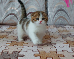 Кошки в Красногорске: Элитные шотландские котята Мальчик, 15 000 руб. - фото 1