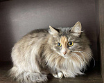 Кошки в Кувшиново: Кошечка в добрые руки, Бесплатно - фото 3