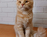 Кошки в Москве: сибирские котята Мальчик, 25 000 руб. - фото 3