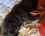 Кошки в Москве: Черный котик Лаки, 2 мес, снимет негатив и принесет благополучие в дом Мальчик, Бесплатно - фото 4
