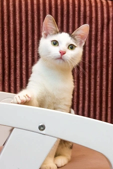 Котенок мальчик в добрые руки