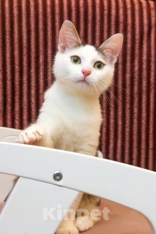 Кошки в Москве: Котенок мальчик в добрые руки Мальчик, 10 руб. - фото 1