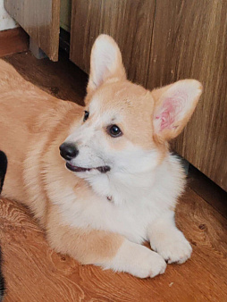 Девочка корги