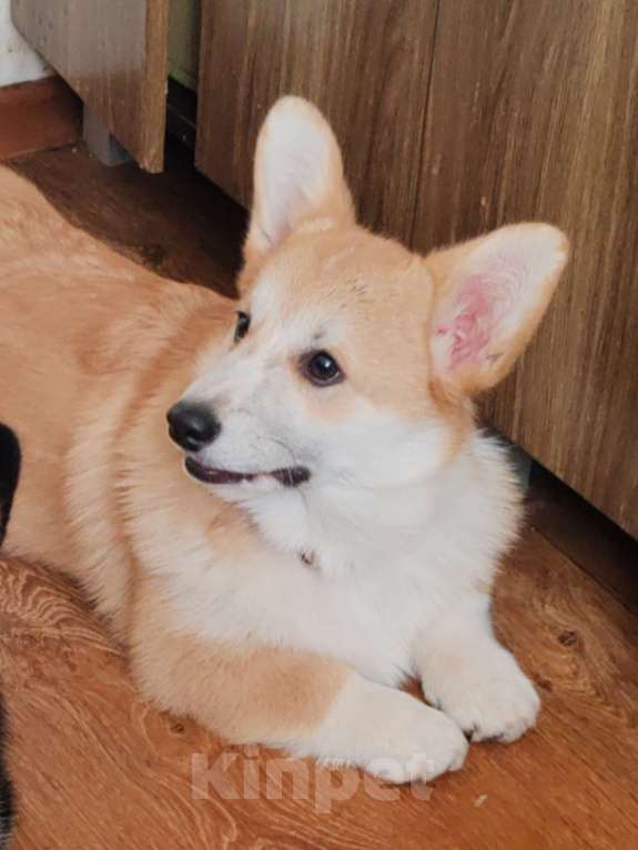 Собаки в Симферополе: Девочка корги Девочка, 100 000 руб. - фото 1