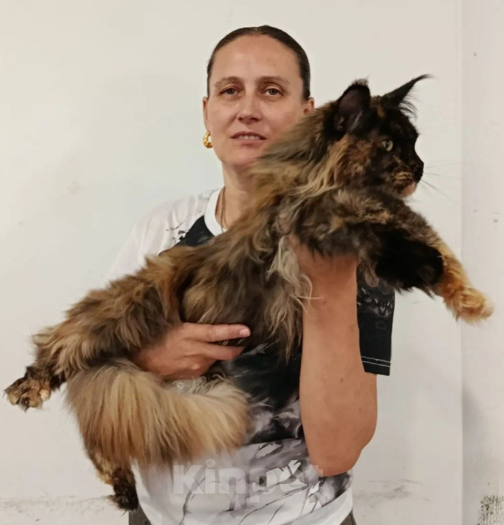Кошки в Москве: Мейн-кун кошка Девочка, 40 000 руб. - фото 2
