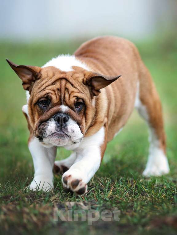 Собаки в Обнинске: Щенки английского бульдога Девочка, 80 000 руб. - фото 3